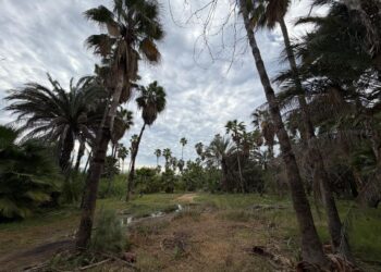 Fortalece Gobierno de Los Cabos acciones preventivas contra incendios en el Estero de San José del Cabo