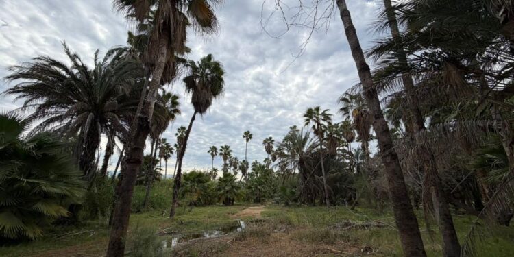 Fortalece Gobierno de Los Cabos acciones preventivas contra incendios en el Estero de San José del Cabo