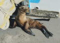 Rescatan  y liberan 4 lobos marinos , en Todos Santos y La Paz