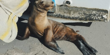 Rescatan  y liberan 4 lobos marinos , en Todos Santos y La Paz