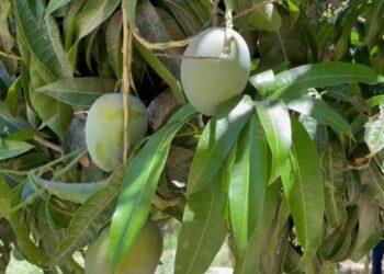 Invierte Gobierno Estatal 240 mdp en sanidad acuícola, animal, pesquera y vegetal