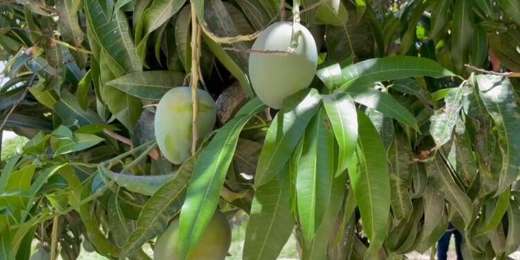 Invierte Gobierno Estatal 240 mdp en sanidad acuícola, animal, pesquera y vegetal