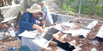 Salud mantiene acciones de vigilancia y control del dengue en BCS