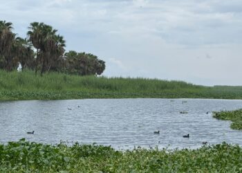*Dos años sin incendios mayores: la colaboración fortalece la protección del Estero de San José del Cabo*