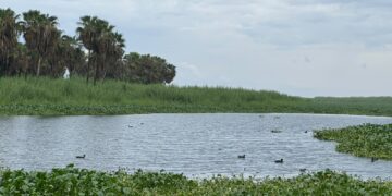 *Dos años sin incendios mayores: la colaboración fortalece la protección del Estero de San José del Cabo*