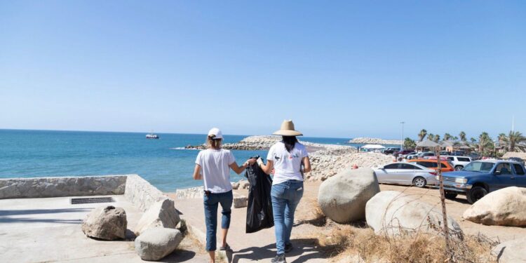 Puerto Los Cabos protege a las tortugas marinas con acciones durante todo el año