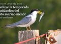 Concluye la temporada de anidación del gallito marino menor (Sternula antillarum) en el Estero San José del Cabo
