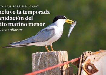 Concluye la temporada de anidación del gallito marino menor (Sternula antillarum) en el Estero San José del Cabo