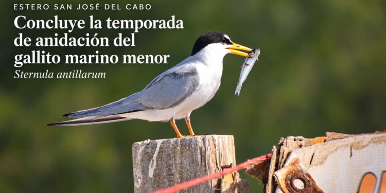 Concluye la temporada de anidación del gallito marino menor (Sternula antillarum) en el Estero San José del Cabo